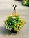 Who Knew Orleans #6 Hanging Basket 14" Sun