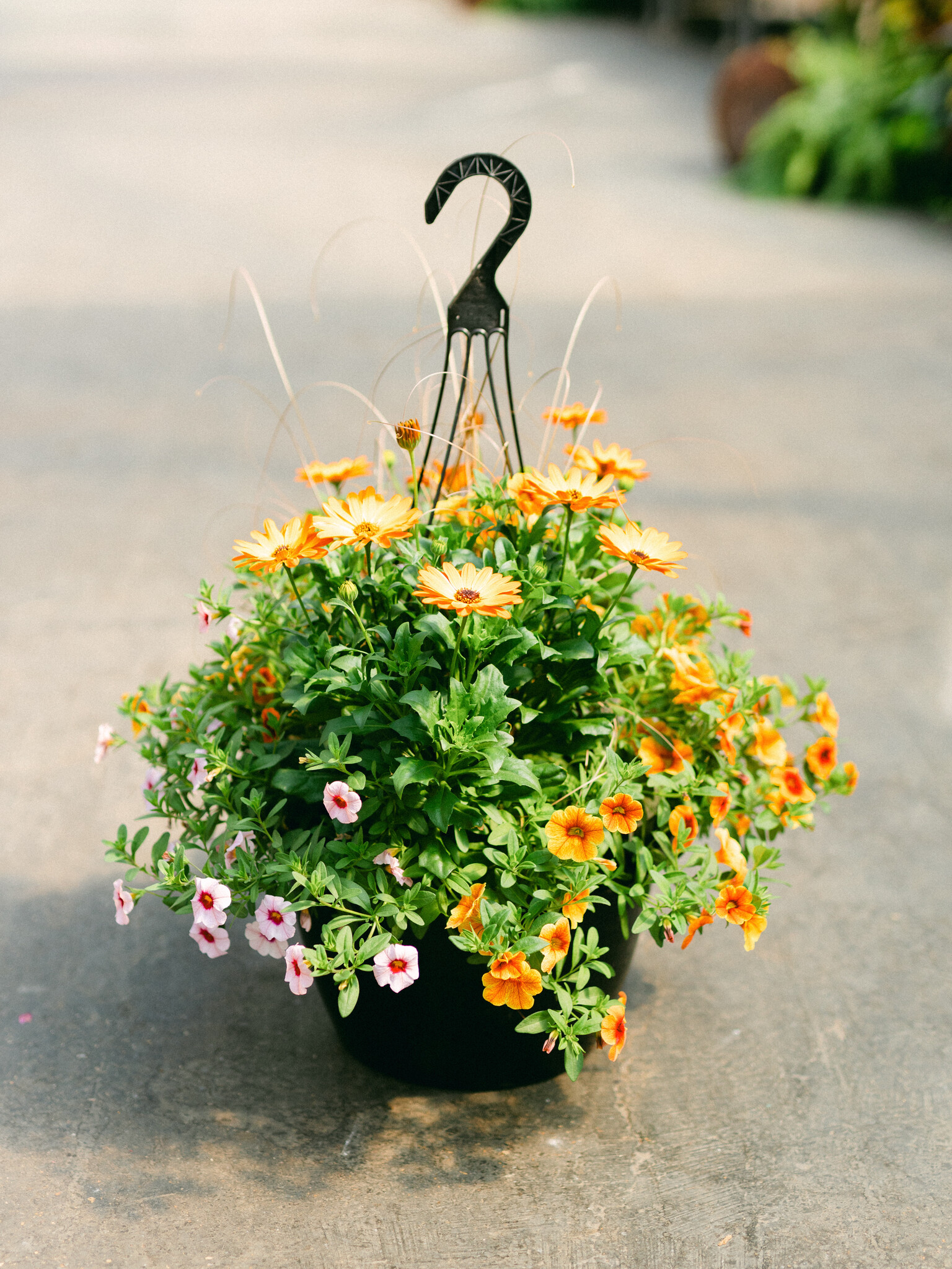 Who Knew Orleans #6 Hanging Basket 14" Sun
