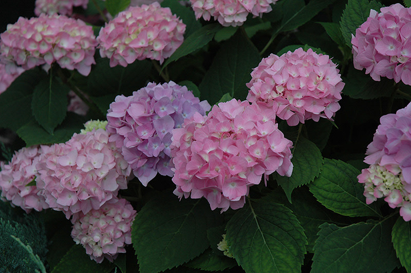 Hydrangea Endless Summer