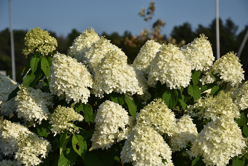 Hydrangea Limelight Prime