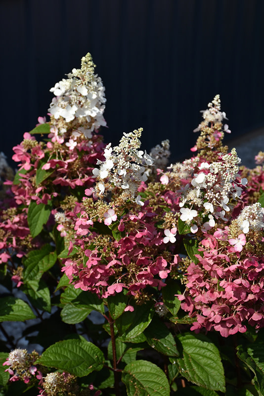 Hydrangea Pinky Winky