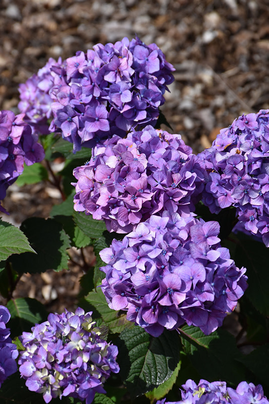 Hydrangea Bloomstruck