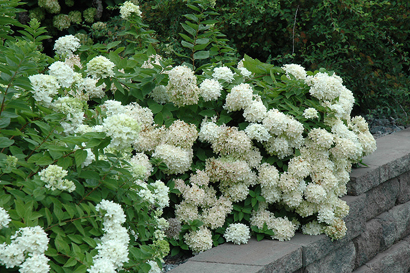 Hydrangea Pee Gee