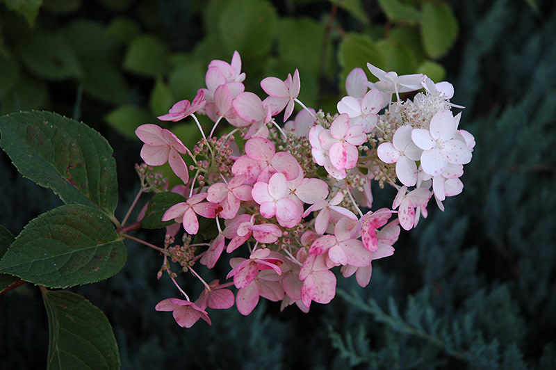 Hydrangea Pink Diamond