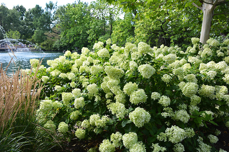 Hydrangea Little Lime