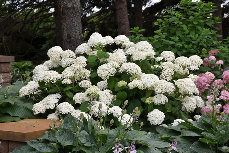 Hydrangea Annabelle