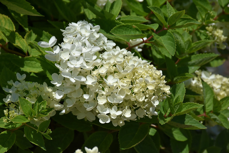 Hydrangea Bombshell