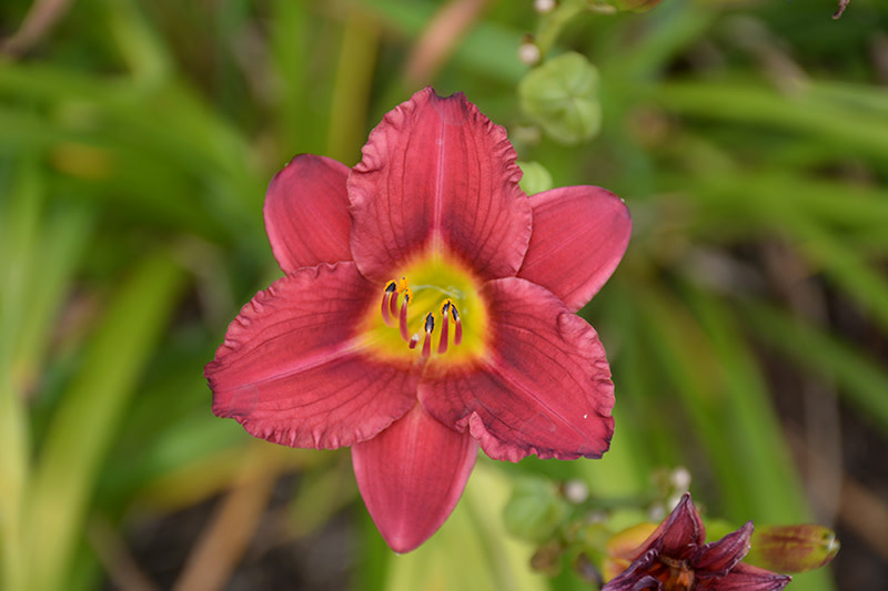 Daylily Pardon Me