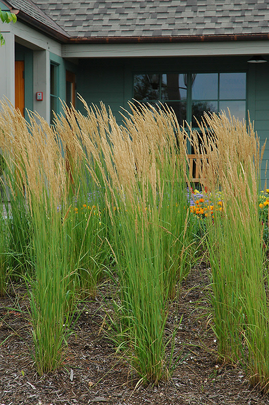 Grass Karl Foerster