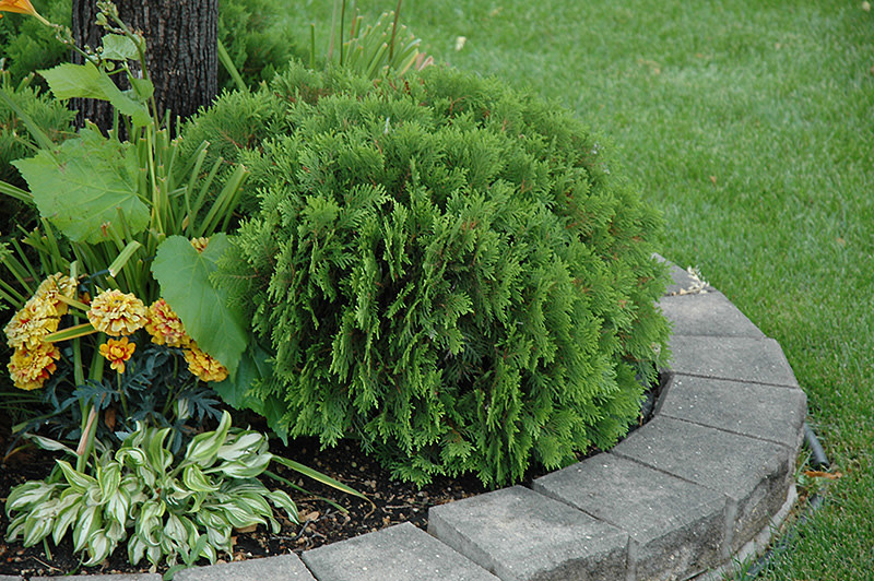 Cedar Danica