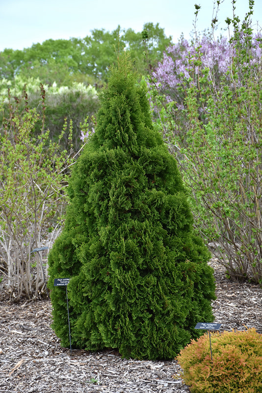 Cedar Holmstrup by Gallon