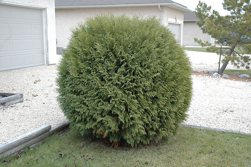 Cedar Woodwardii Globe