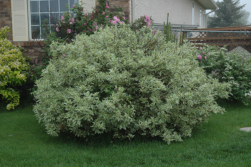Dogwood Ivory Halo