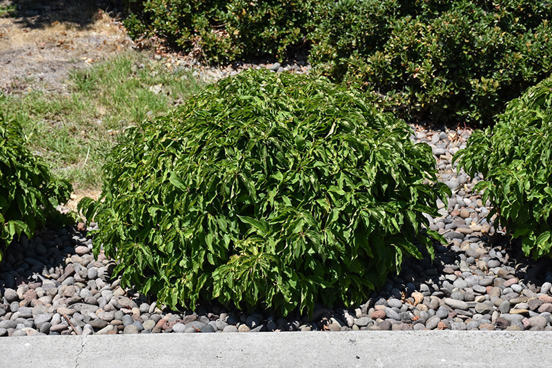 Dogwood Kelsey