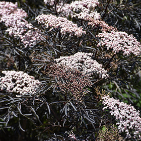 Elder Black Lace