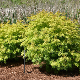 Elder Lemony Lace