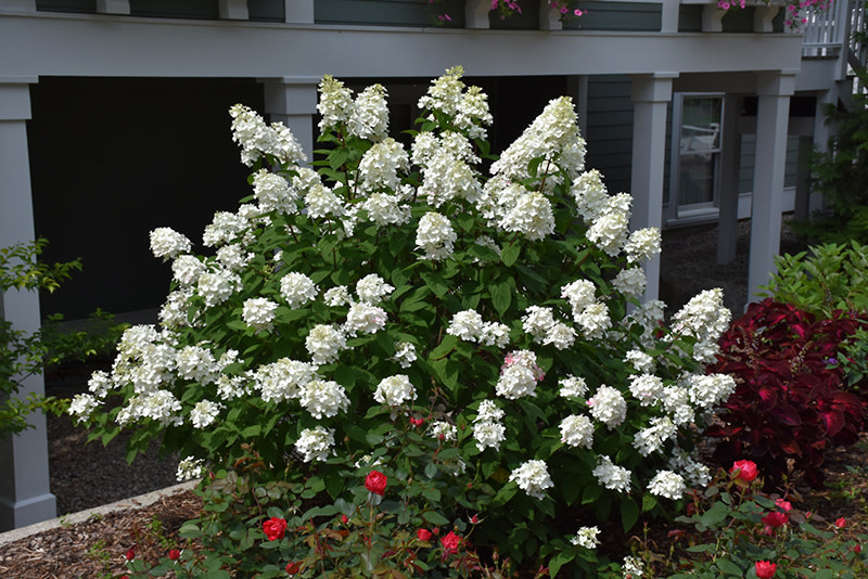 Hydrangea Fire Light Tidbit