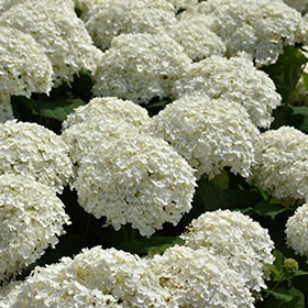 Hydrangea Incrediball