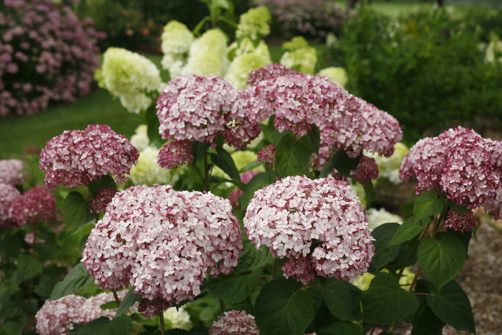 Hydrangea Incrediball Blush