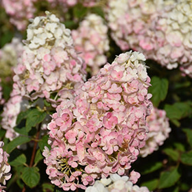 Hydrangea Strawberry Sundae