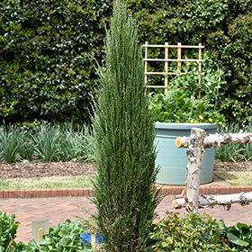 Juniper Blue Arrow by Gallon