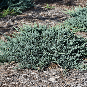 Juniper Blue Chip