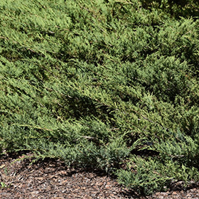 Juniper Blue Danube