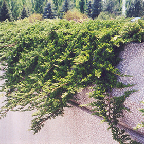 Juniper Prince of Wales