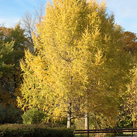 Larch Siberian