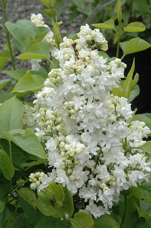 Lilac Madame Lemoine