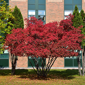 Maple Amur