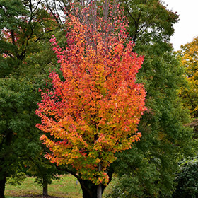 Maple Red Rocket
