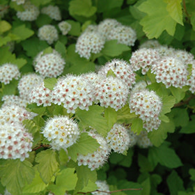 Ninebark Dart's Gold