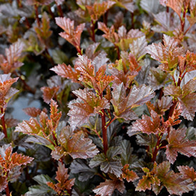 Ninebark Satin Chocolate