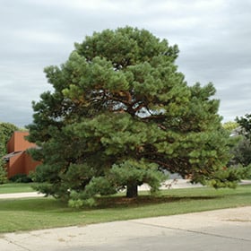 Pine Scotch