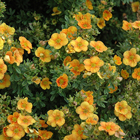 Potentilla Mango Tango