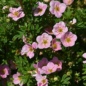 Potentilla Pink Beauty