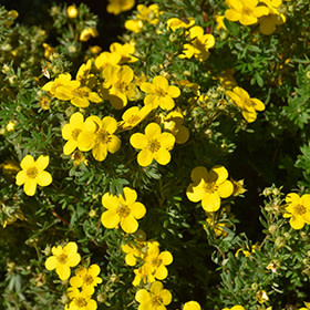 Potentilla Goldfinger