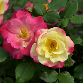 Rose Campfire