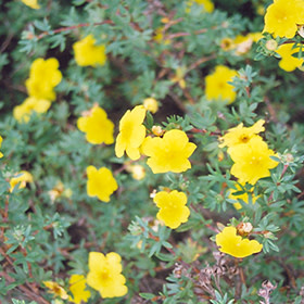 Potentilla Yellow Gem
