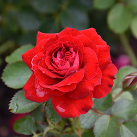 Rose Canadian Shield