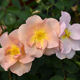 Rose Chinook Sunrise
