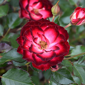 Rose Never Alone