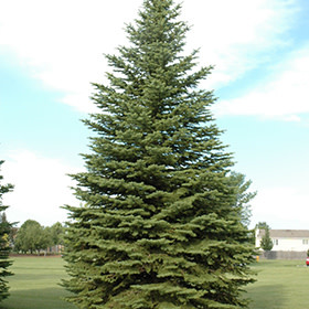 Spruce Colorado by Gallon