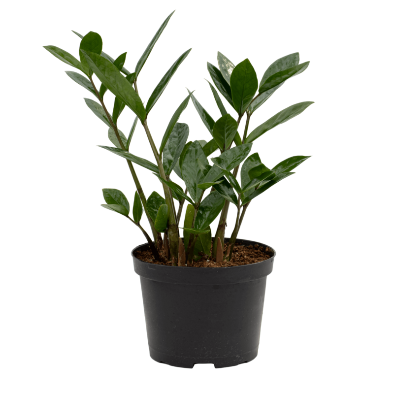 ZZ Plant - Dutch Growers Saskatoon