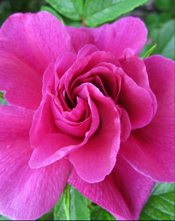 Rose Hansa