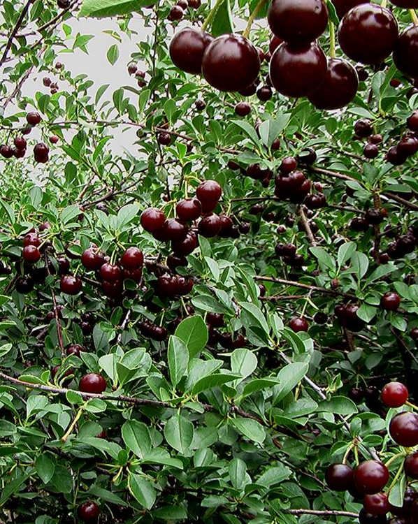 Cherry Juliet