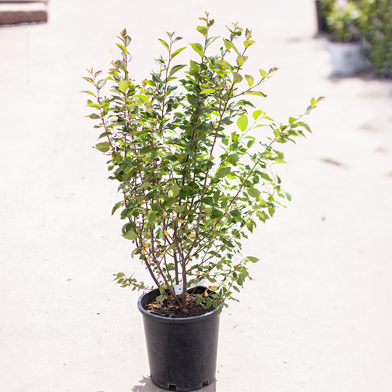 green hydrangea plant Hydrangea Mini Green - 60 Stem Bunch