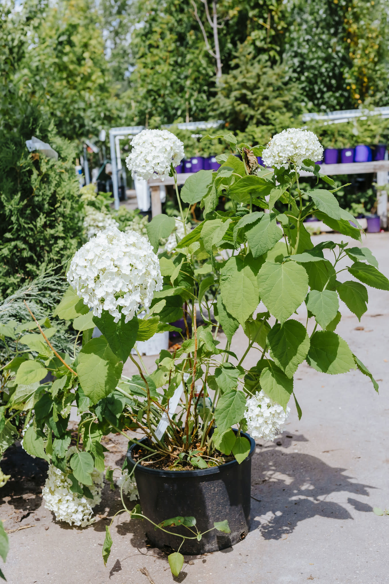 Hydrangea Annabelle