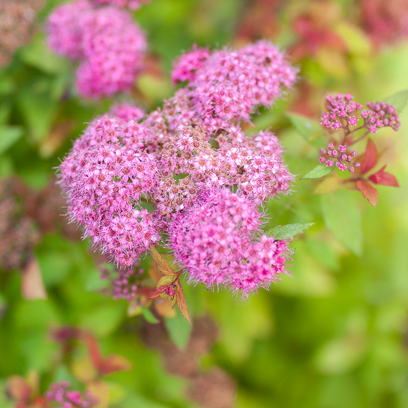 Spirea Magic Carpet